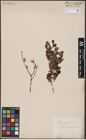 Foto von Salix aurita L.